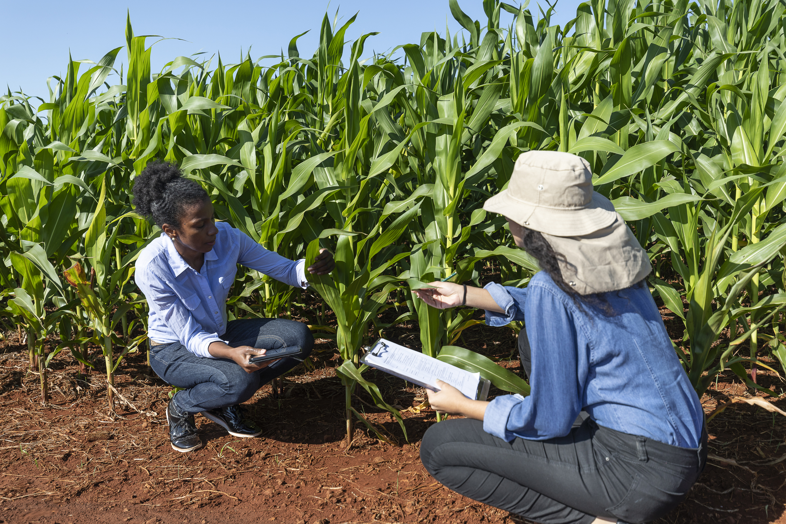 Black women agronomists studying leaves in cornfield